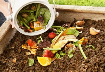 image of fruit and veggie scraps being used as compost