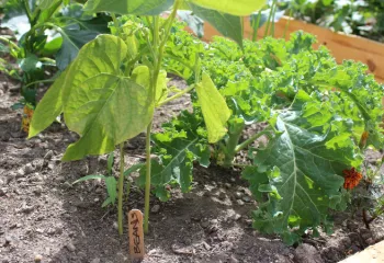 image of a growing bean plant