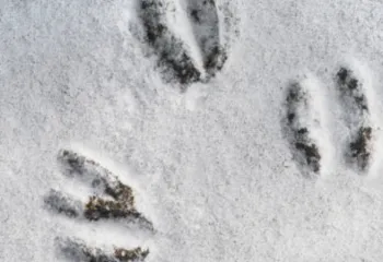 close up image of animal prints in the snow