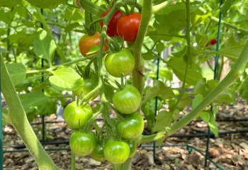 image of baby tomatoes growing on the vine
