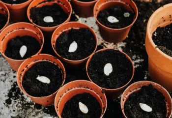 planters filled with soil and seeds
