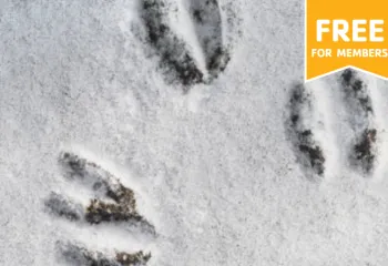 animal prints in the snow