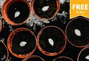 small planters with soil and seeds