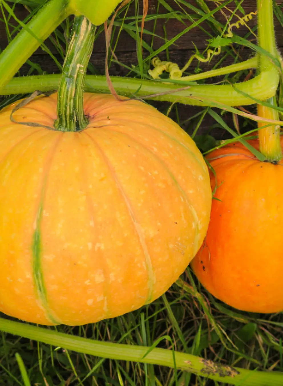 image of two small pumpkins in the garden