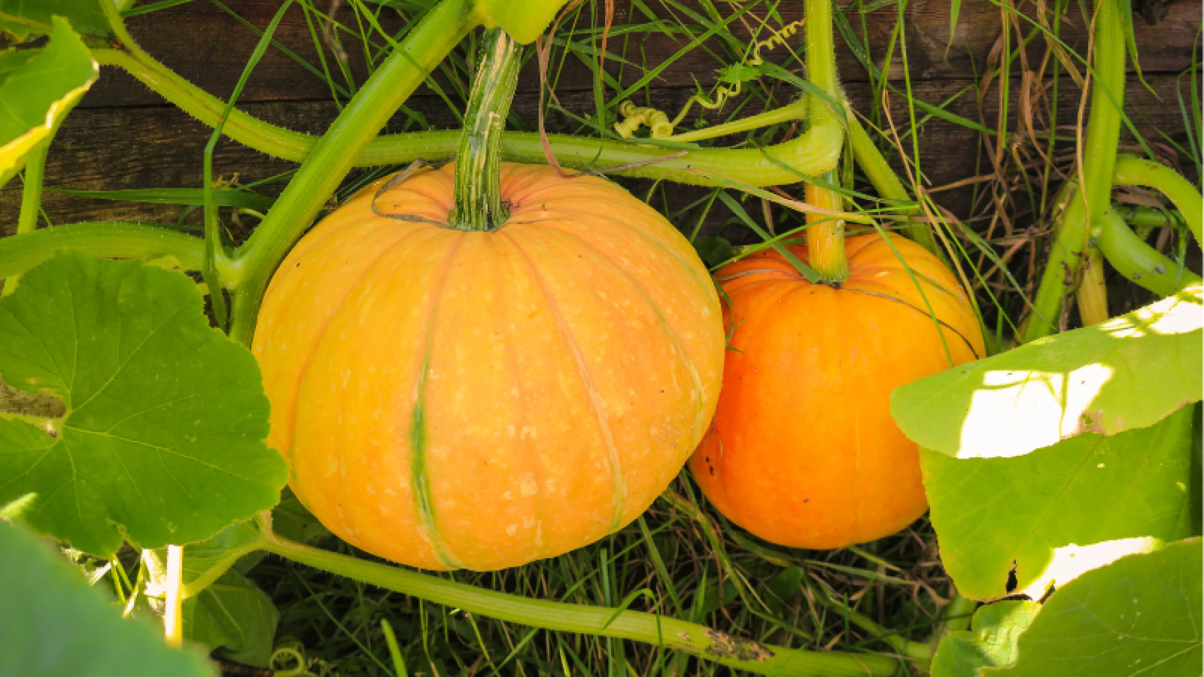 image of two small pumpkins in the garden
