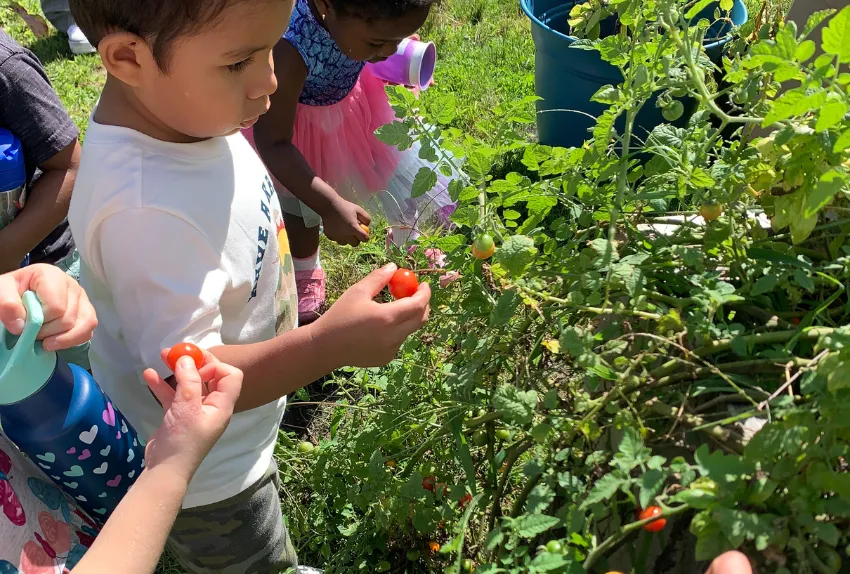young boy picking tomatoes in the garden