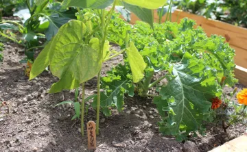 image of a growing bean plant