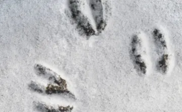 close up image of animal prints in the snow