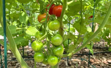 image of baby tomatoes growing on the vine