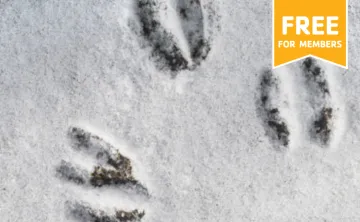 animal prints in the snow