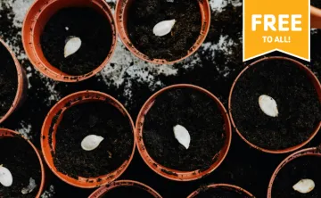 small planters with soil and seeds